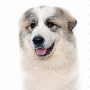Pets N Pals Great Pyrenees