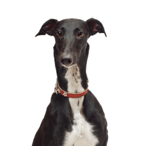 Pets N Pals Greyhound
