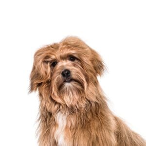 Pets-N-Pals Havanese