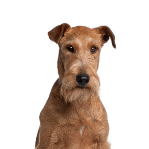 Pets N Pals Irish Terrier