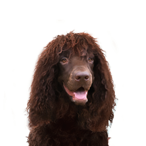 Pets N Pals Irish Water Spaniel