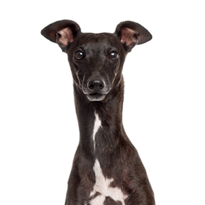 Pets N Pals Italian Greyhound