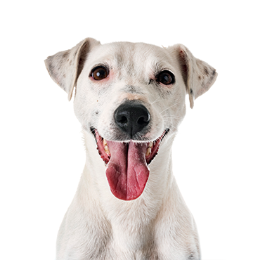 Jack Russel Terrier