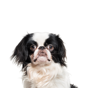 Pets N Pals Japanese Chin