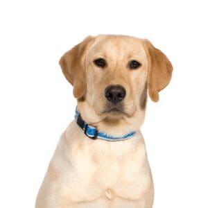 Pets-N-Pals Labrador Retriever