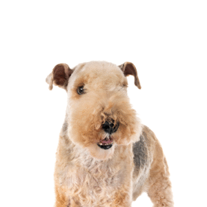Pets N Pals Lakeland Terrier