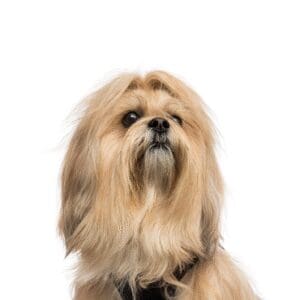 Pets-N-Pals Lhasa Apso