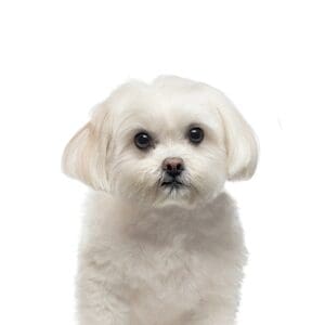 Pets-N-Pals Maltese