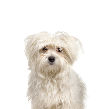 Malti-Pom