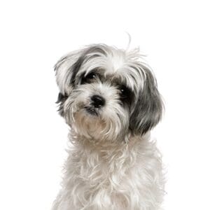 Pets-N-Pals Malti-Shi
