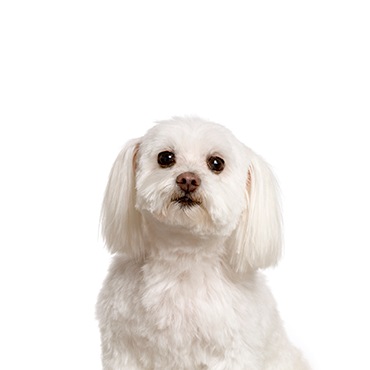 Malti-Chon