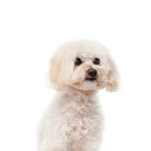 Pets-N-Pals Malti-Poo