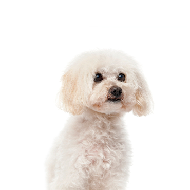 Malti-Poo