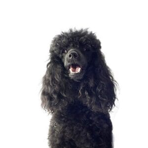Pets-N-Pals Miniature Poodle