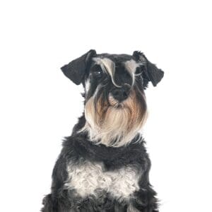 Pets-N-Pals Miniature Schnauzer