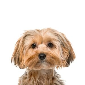 Pets-N-Pals Morkie