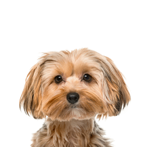 Pets N Pals Morkie