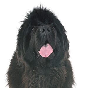 Pets-N-Pals Newfoundland