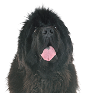 Pets N Pals Newfoundland