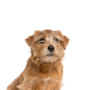 Pets N Pals Norfolk Terrier
