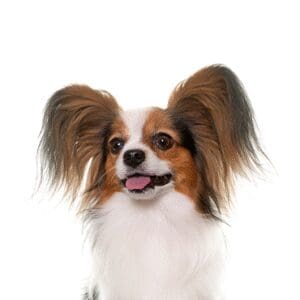 Pets-N-Pals Papillon