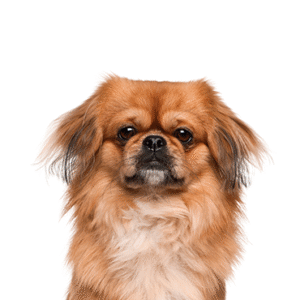 Pets N Pals Pekingese