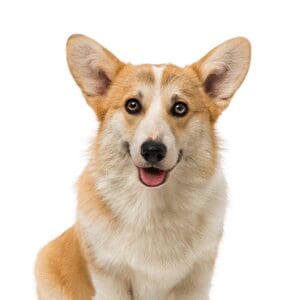 Pets-N-Pals Pembroke Welsh Corgi