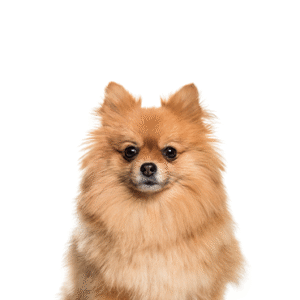 Pets N Pals Pomeranian