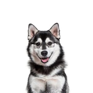 Pets-N-Pals Pomsky