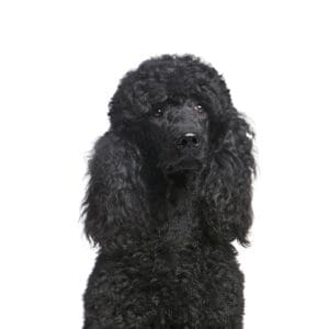 Pets-N-Pals Poodle