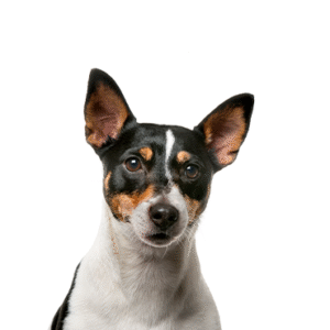 Pets N Pals Rat Terrier