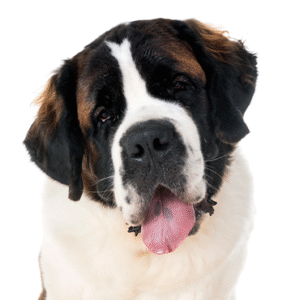 Pets N Pals Saint Bernard