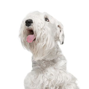 Pets N Pals Sealyham Terrier