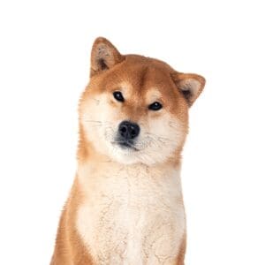 Pets-N-Pals Shiba Inu