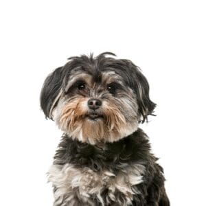 Pets-N-Pals Shih Poo
