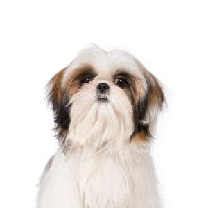 Pets-N-Pals Shih Tzu