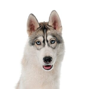 Pets-N-Pals Siberian Husky