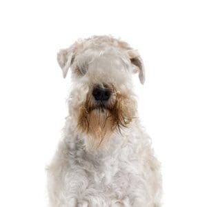 Pets-N-Pals Soft Coated Wheaten Terrier