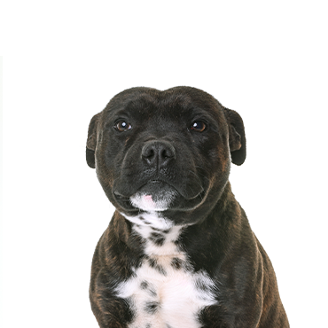 Staffordshire Bull Terrier
