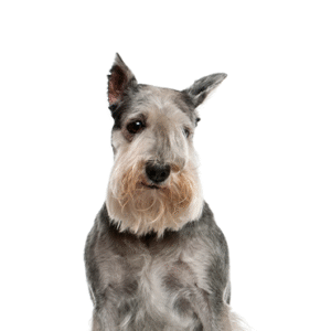 Pets N Pals Standard Schnauzer