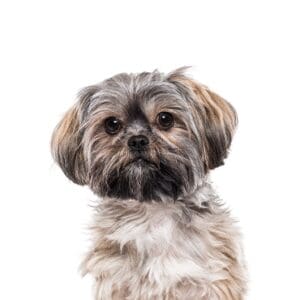 Pets-N-Pals Teddy Bear