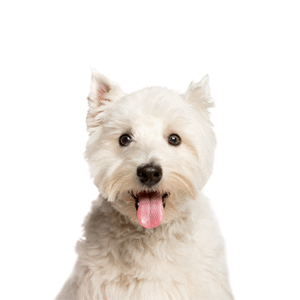 Pets N Pals West Highland Terrier