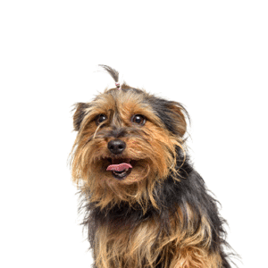 Pets N Pals Yorkie-Chon