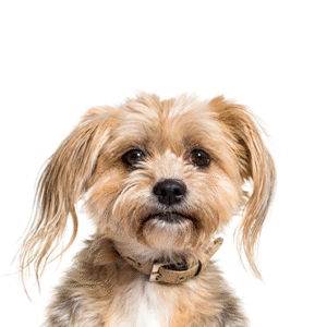 Pets N Pals Yorkiepoo