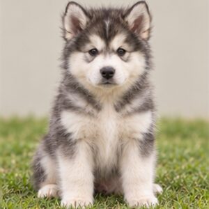 Alaskan Malamute