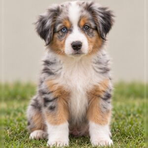 Australian Shepherd