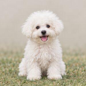 Bichon Frise