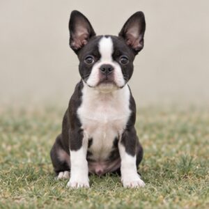 Boston Terrier
