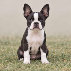 Boston Terrier