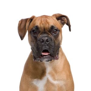 Pets-N-Pals Boxer